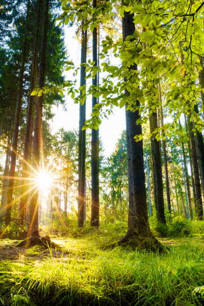 Wald im Sonnenschein 